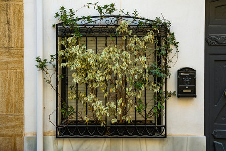 Window with decorative black iron bars overgrown with green plants. Potted Ficus growing on the...