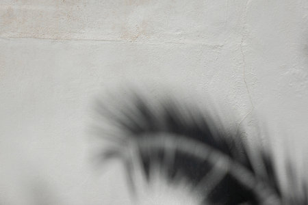 Natural daylight shadow from palm leaf on white wall background. Abstract background of Mediterranean Sea regionの写真素材