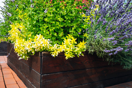 Wooden raided beds in an urban garden growing plants herbs spices berries and vegetables in the city. Fresh organic community kitchen gardenの写真素材
