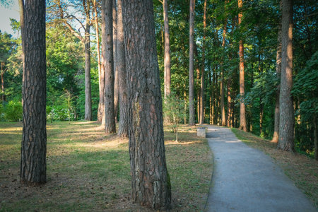 Walkway pathway in public park. Trail track in natural park for relaxing, walking, runningの写真素材