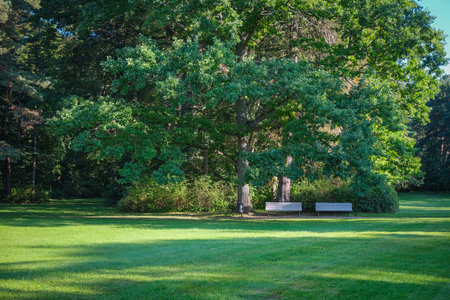 City park with trees, flowers, mowed meadow and wooden benchesの写真素材