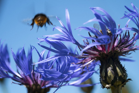 Two cornflowers and blue sky with bumblebee on the backgroundの写真素材