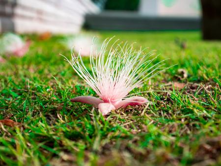 carpel pink on grass