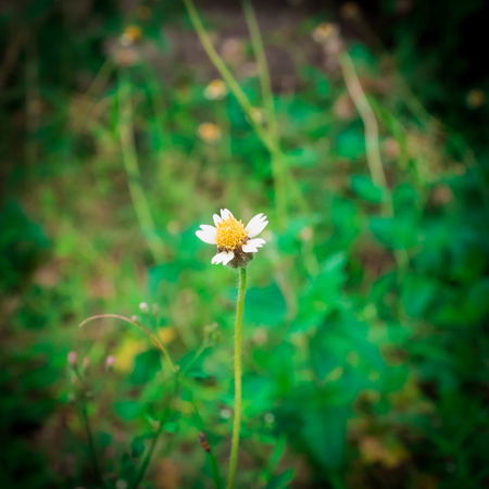 Grass flower alone