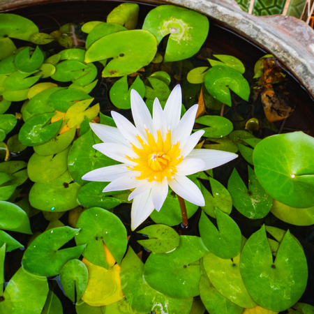 lotus bloomの写真素材