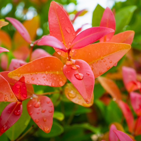 Leaf colorの写真素材