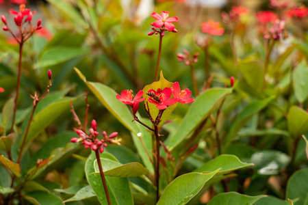 A bee stalks a small flower for honey in the morning after the rain.の写真素材