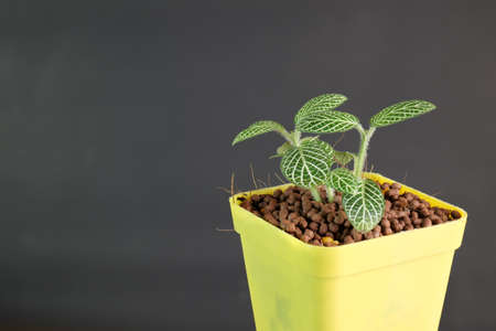 Fittoniaver schaffeltii, an ornamental plant with bushy leaves of green and white, some with a pink tinge, is planted in yellow plastic pots.の写真素材