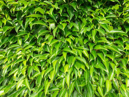 all green bushes It is the surface of many leaves overlapping, making it appear as a patterned...