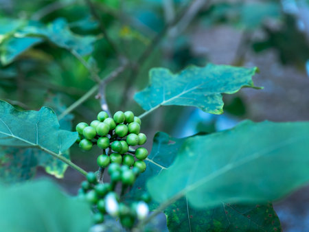 Turkey berry balls in the vegetable garden are clustered together and are also medicinal plants.の写真素材