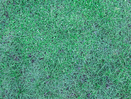 Shot from a high angle, the green lawn has a few grass flowers and the soil emerges.の写真素材
