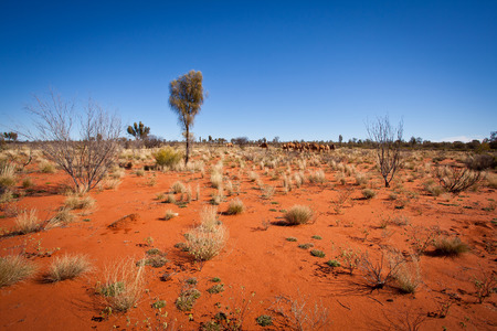 Feral Camels in Outback Desert Australia. Red sandy dirt, blue sky and bush.の写真素材