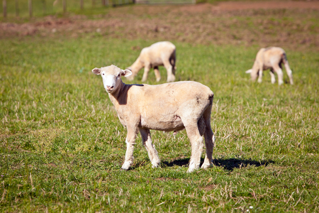 Sheep in a Green Grass Paddock in New Zealandの写真素材