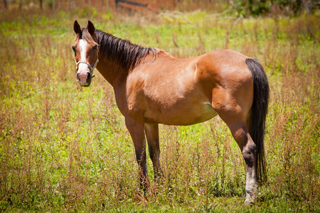 Brown Horse in a Green Fieldの写真素材