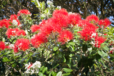 Pohutukawa the coastal New Zealand Christmas tree blooming a red flower.の写真素材