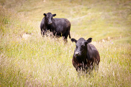 Dairy Cows in long green grass field in New Zealandの写真素材