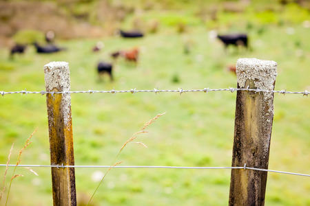 Weathered timber farm fence with green grass paddocks and cows in the background New Zealandの写真素材