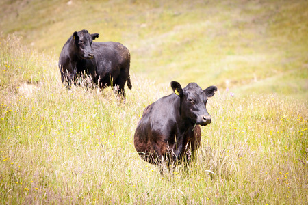Dairy Cows in long green grass field in New Zealandの写真素材