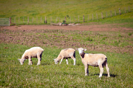 Sheep in a Green Grass Paddock in New Zealandの写真素材