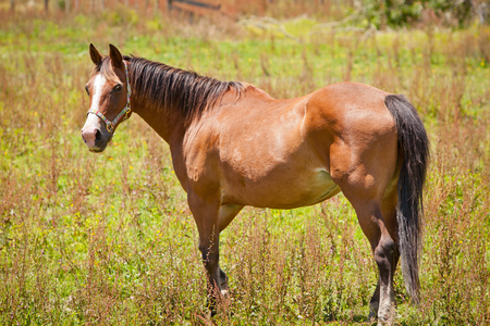 Brown Horse in a Green Fieldの写真素材