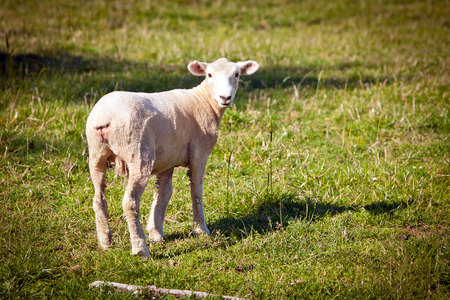 Sheep in a Green Grass Paddock in New Zealand