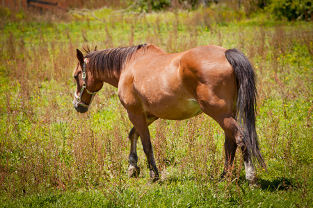 Brown Horse in a Green Fieldの写真素材