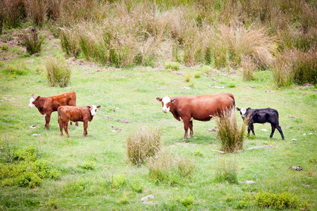 Dairy Cows in a green grass field in New Zealandの写真素材