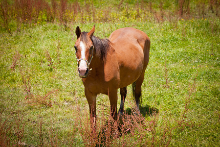 Brown Horse in a Green Fieldの写真素材