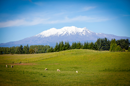The magnificent snow capped Mount Ruapehu North Island New Zealand viewed from a rural King Country sheep farmの写真素材