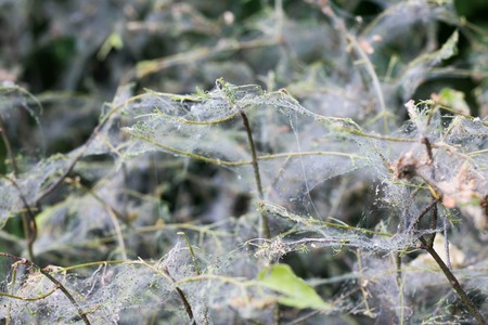 Big Spider Web on a Bush, close-up.の写真素材