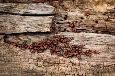Grey with brown, dry wooden stump with bark residues, with an army of red firebugs on itの写真素材