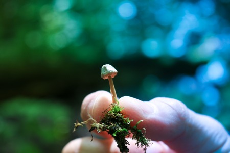 Closeup shot of a boletus mushroom growing in the forest.の写真素材