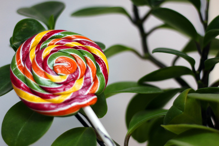 Colorful lollipop on a background of green leavesの写真素材