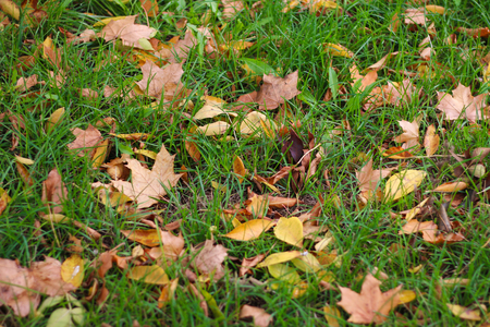 Colorful background of autumn leavesの写真素材