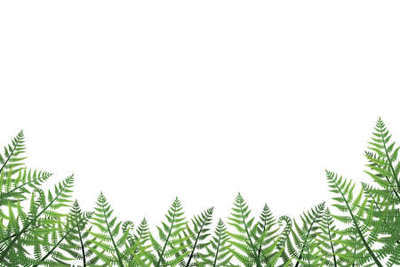 Fern or brake plant leaves forest frame background. Vector illustration graphic drawing green vascular bush nature fernのイラスト素材