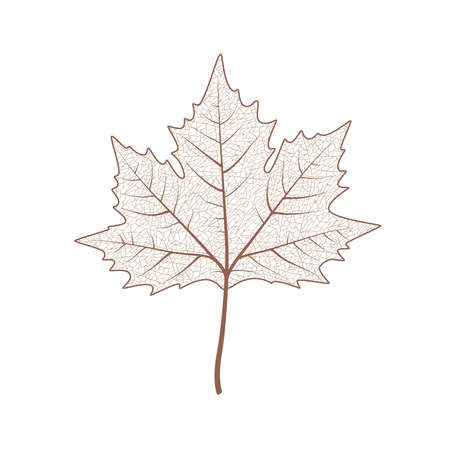 Maple tree leaf set. Autumn leaves isolated vector illustration on white background. Fall decoration clip artのイラスト素材