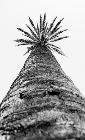 palm tree bottom-up viewの写真素材