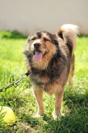 happy dog in green fieldの写真素材