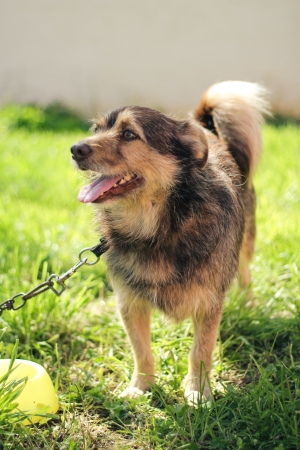 happy dog in green fieldの写真素材