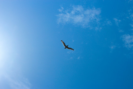 A bird in the blue skyの写真素材