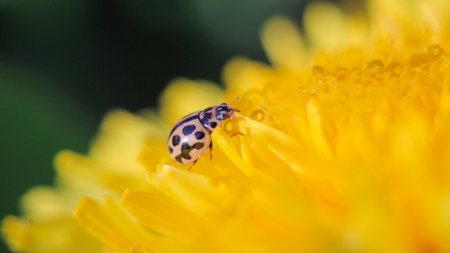 Beetle on a flowerの写真素材
