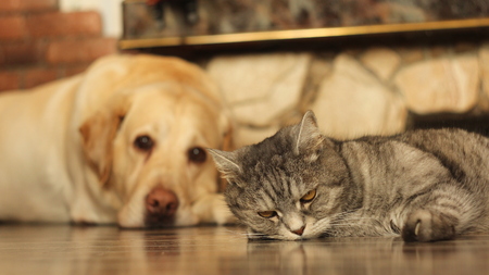 Cat and dog on the floorの写真素材