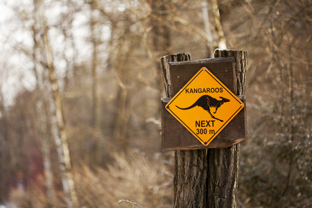 Kangaroo next 300 m signの写真素材