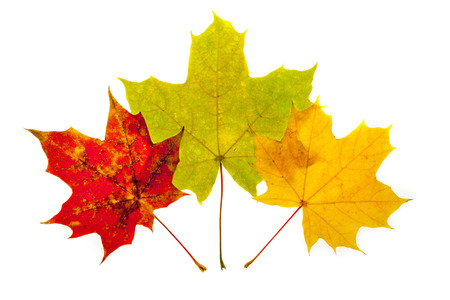 Three leaves of different colors - Photo taken 10. November 2014の写真素材