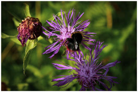 Purple meadow flower with bumblebeeの写真素材