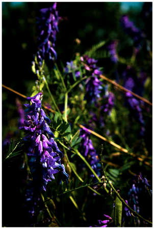 Bright summer purple flower in the meadowの写真素材