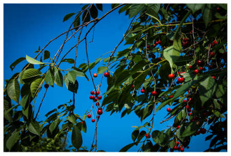 Ripe red cherry on a branchの写真素材