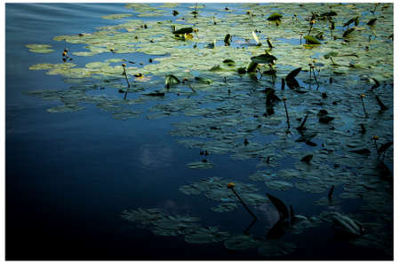 Pond with yellow water liliesの写真素材