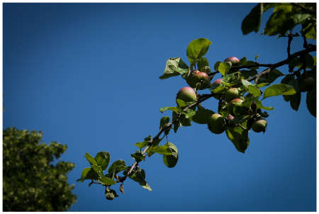 Apple tree branch against a bright blue skyの写真素材