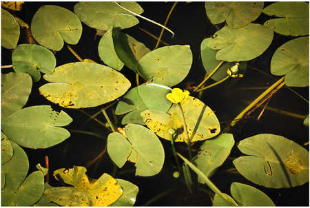 Nice yellow water lilies close upの写真素材